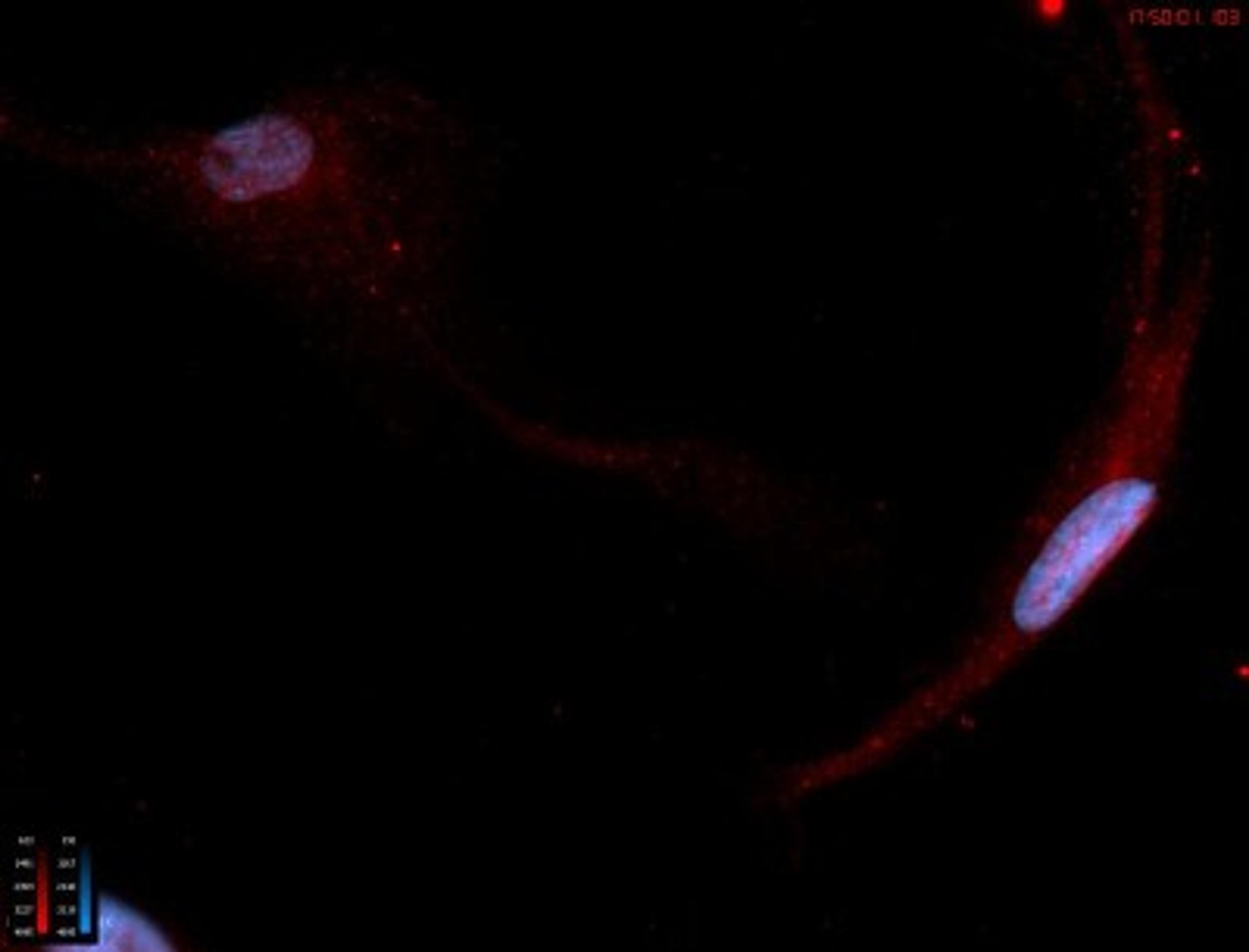 Immunocytochemistry/Immunofluorescence: Neurokinin 1 Receptor Antibody [NB300-119] - Immunostain of NK1R in rat enteric glial cells. Image courtesy of anonymous customer review.