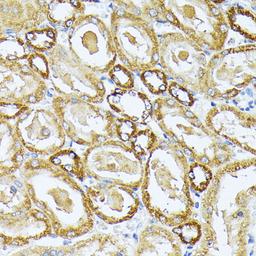 Immunohistochemistry  - MT-CO3 antibody (A18318)