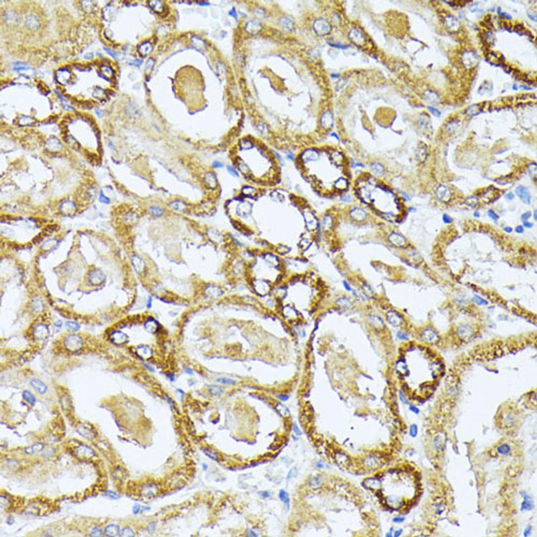 Immunohistochemistry - MT-CO3 antibody (A18318)