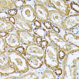 Immunohistochemistry - MT-CO3 antibody (A18318)