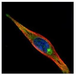 Immunocytochemistry/Immunofluorescence: KIF13A Antibody [NBP2-17046] - Confocal immunofluorescence analysis of methanol-fixed HeLa, using KIF13A antibody (Green) at 1:500 dilution. Alpha-tubulin filaments are labeled with Alpha-tubulin antibody (Red) at 1:2000.