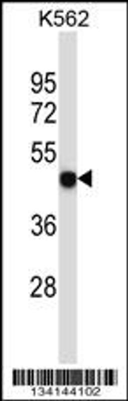 Western blot analysis in K562 cell line lysates (35ug/lane).