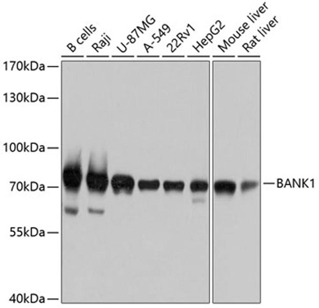 Western blot - BANK1 antibody (A10312)