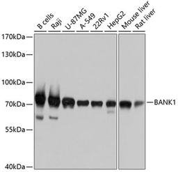 Western blot - BANK1 antibody (A10312)