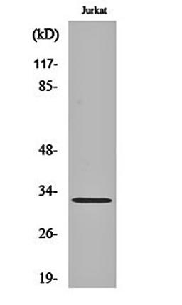 Western blot analysis of Jurkat cell lysates using HEI10 antibody