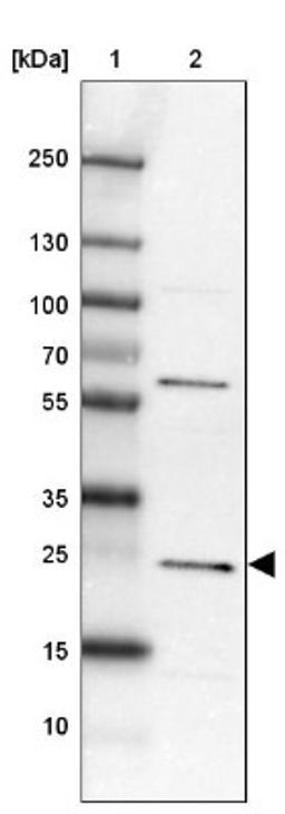 Western Blot: MIF4GD Antibody [NBP2-30627] - Lane 1: Marker [kDa] 250, 130, 100, 70, 55, 35, 25, 15, 10<br/>Lane 2: Tonsil