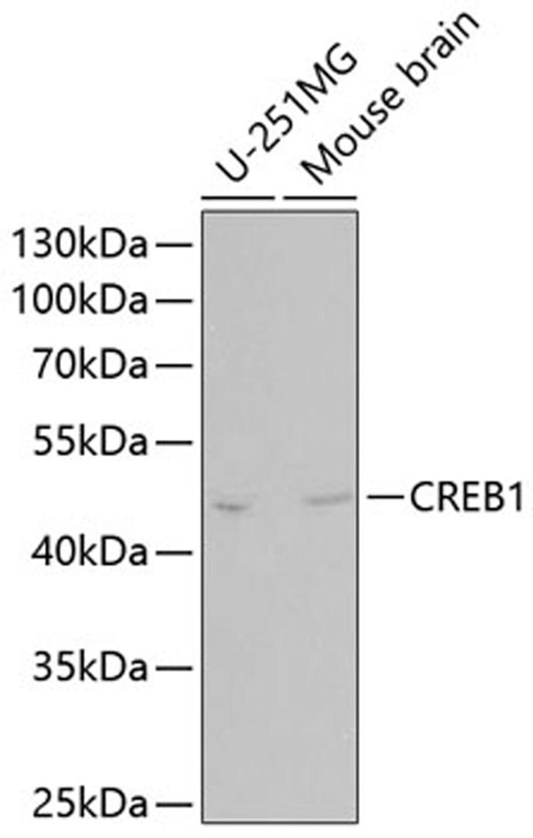 Western blot - CREB1 antibody (A11064)