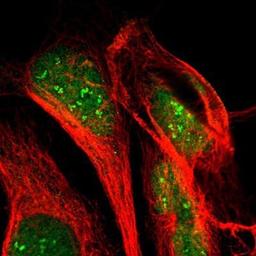 Immunocytochemistry/Immunofluorescence: POLR2F Antibody [NBP1-81714] - Staining of human cell line U-2 OS shows positivity in nucleus & nucleoli.