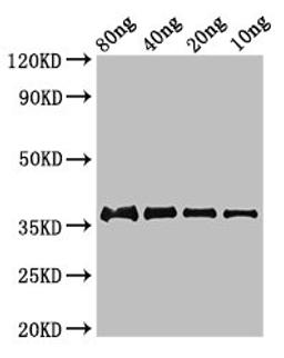 Western Blot. Positive WB detected in Recombinant protein. All lanes: fbpC antibody at 2.8µg/ml. Secondary. Goat polyclonal to rabbit IgG at 1/50000 dilution. Predicted band size: 37 kDa. Observed band size: 37 kDa