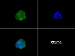 Immunocytochemistry/Immunofluorescence: GPR119 Antibody [NLS548] - GPR119 antibody was tested in MCF-7 cells with Dylight 488 (green). Nuclei were counterstained with DAPI (blue).