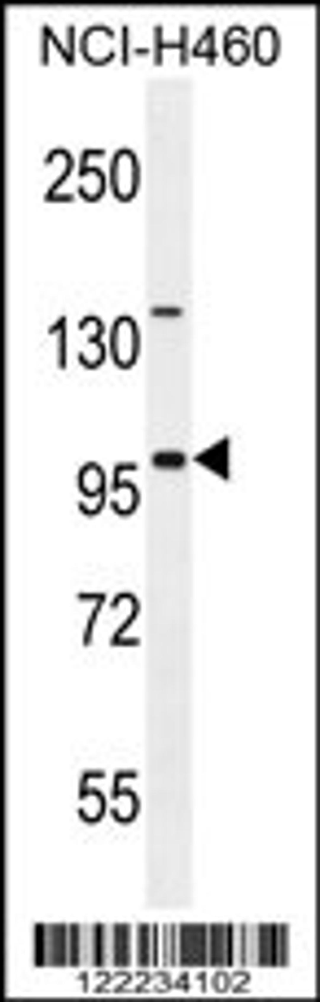 Western blot analysis in NCI-H460 cell line lysates (35ug/lane).