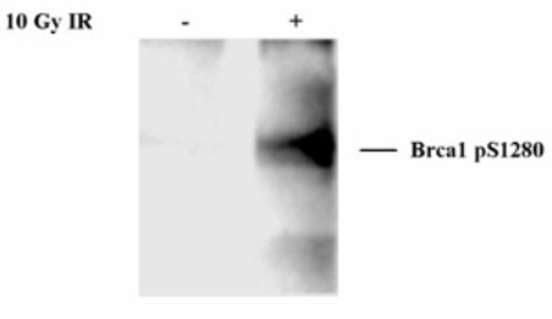 Western Blot: BRCA1 [p Ser1280] Antibody [NB100-224] - Detection of Brca1 phospho Ser 1280 by Western Blot using Rabbit anti-Brca1 pSer1280 (cat. no. NB100-224).