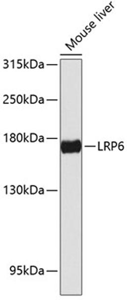 Western blot - LRP6 antibody (A13324)