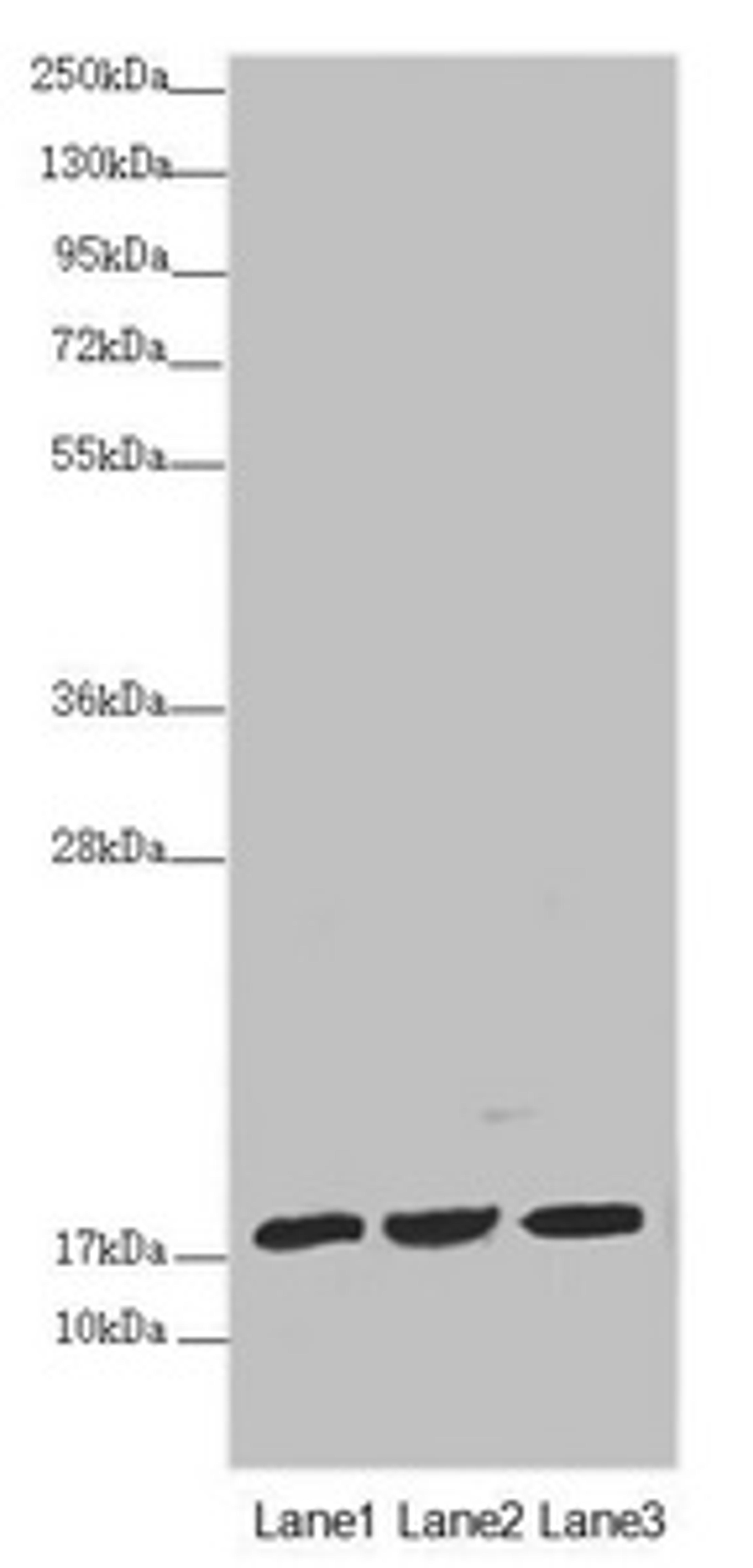 Western blot. All lanes: NDUFA12 antibody at 3.23 ug/ml. Lane 1: Mouse heart tissue. Lane 2: Mouse liver tissue. Lane 3: Mouse kidney tissue. Secondary. Goat polyclonal to rabbit IgG at 1/10000 dilution. Predicted band size: 18, 8 kDa. Observed band size: 20 kDa. 