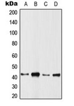 Western blot analysis of HeLa (Lane 1), SP2/0 (Lane 2), PC12 (Lane 3), rat muscle (Lane 4) whole cell lysates using ARFIP1 antibody