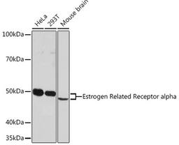 Western blot - Estrogen Related Receptor alpha Rabbit mAb (A4176)