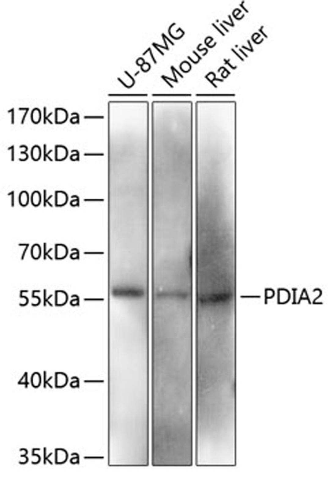 Western blot - PDIA2 antibody (A12789)