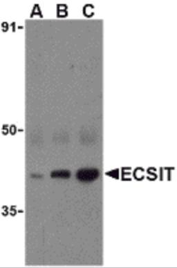 Western blot analysis of ECSIT in human heart cell lysates with ECSIT antibody at (A) 0.5, (B) 1, and (C) 2 &#956;g/mL.