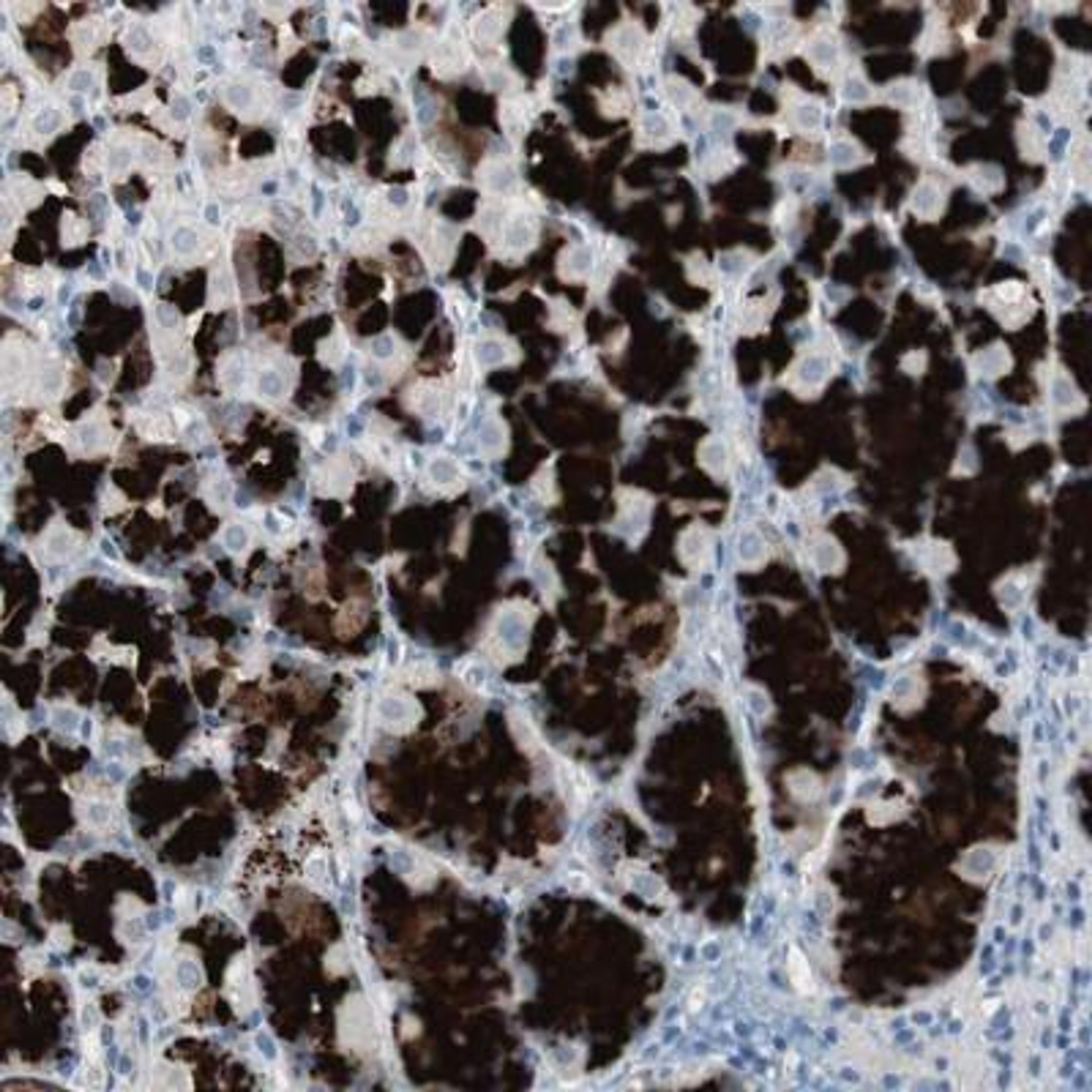 Immunohistochemistry: ULBP-1 Antibody [NBP1-80856] - Staining of human stomach shows strong cytoplasmic positivity in glandular cells.