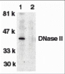 Western blot analysis of DNase II in human spleen tissue lysate in the absence (lane 1) or presence (lane 2) of blocking peptide with DNase antibody II at 1:500 dilution. 