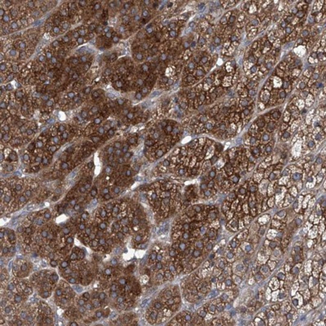 Immunohistochemistry-Paraffin: Myosin VIIa Antibody [NBP1-84266] - Staining of human adrenal gland shows strong cytoplasmic and membranous positivity in cortical cells.