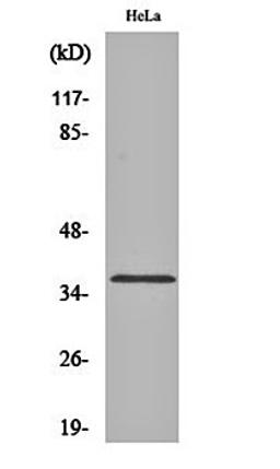 Western blot analysis of Hela cell lysates using Olfactory receptor 1D4/1D5 antibody