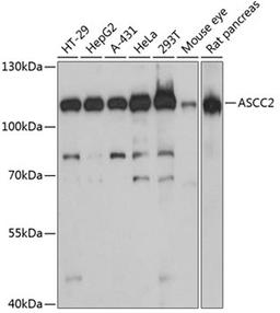 Western blot - ASCC2 antibody (A13789)