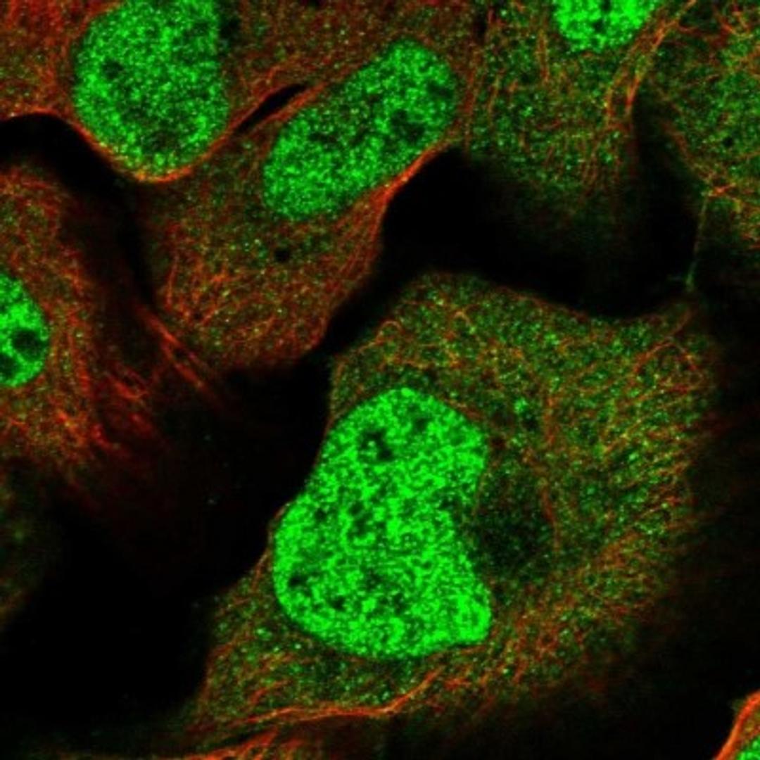 Immunocytochemistry/Immunofluorescence: LYZL6 Antibody [NBP1-82810] - Staining of human cell line U-2 OS shows positivity in nucleus but not nucleoli & cytoplasm.