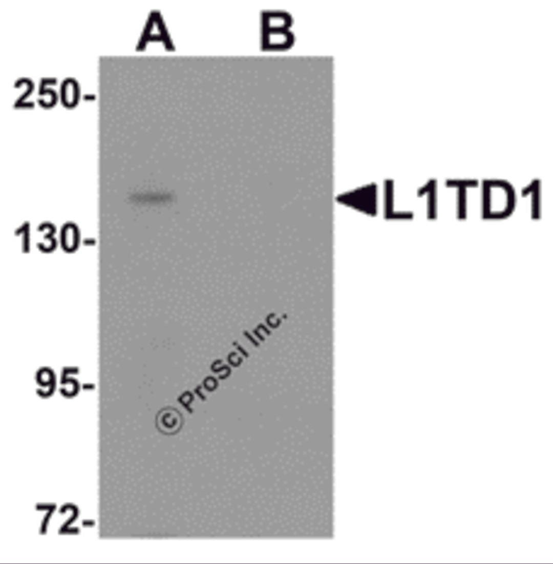 Western blot analysis of L1TD1 in Jurkat cell lysate with L1TD1 antibody at 1 μg/mL in (A) the absence and (B) the presence of blocking peptide.