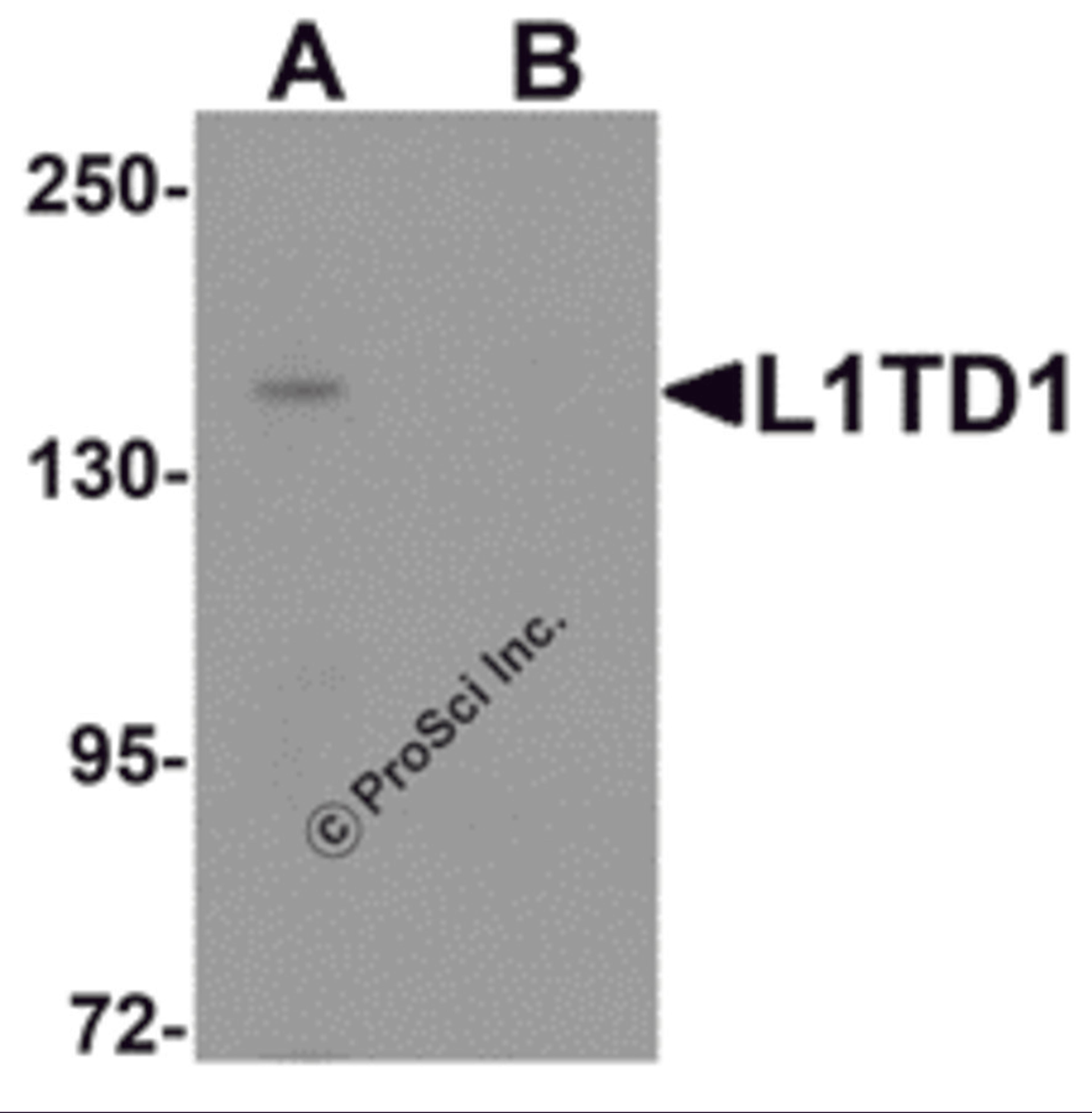 Western blot analysis of L1TD1 in Jurkat cell lysate with L1TD1 antibody at 1 μg/mL in (A) the absence and (B) the presence of blocking peptide.