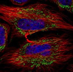 Immunocytochemistry/Immunofluorescence: TUFM Antibody (CL2242) [NBP2-36751] - Staining in HeLa cell line with Anti-TUFM monoclonal antibody, showing distinct mitochondrial staining in green. Microtubule- and nuclear probes are visualized in red and blue respectively (where available). Antibody staining is shown in green.