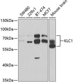 Western blot - KLC1 antibody (A5552)