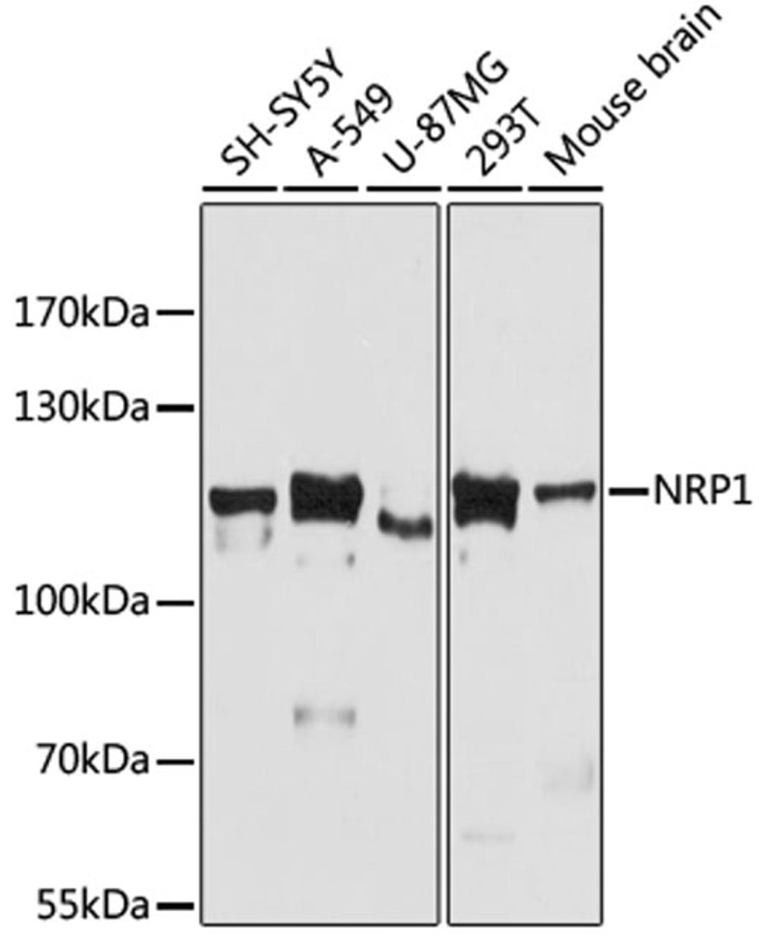 Western blot - NRP1 antibody (A16697)