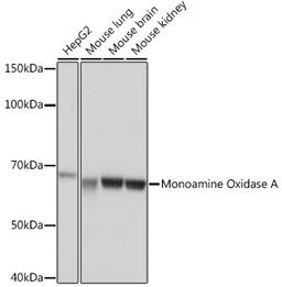 Western blot - Monoamine Oxidase A Rabbit mAb (A4105)