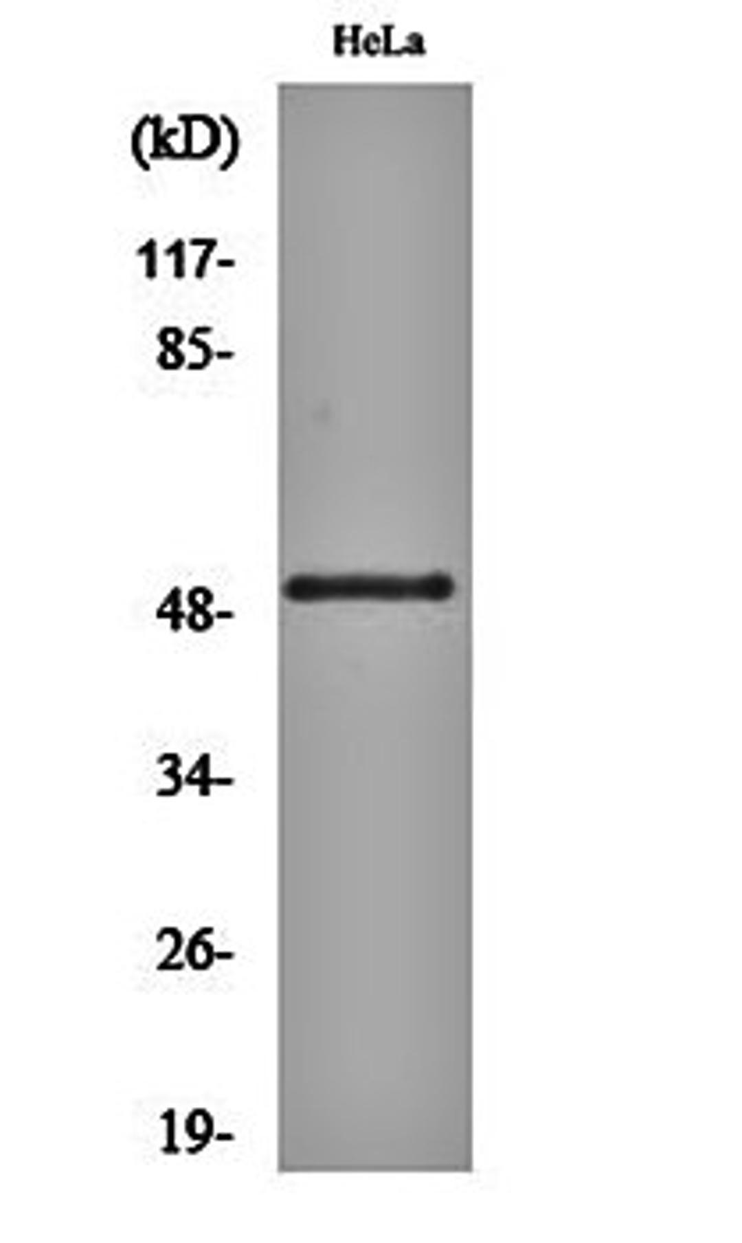 Western blot analysis of Hela cell lysates using GSK3 alpha (phospho-S21) antibody