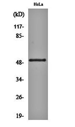 Western blot analysis of Hela cell lysates using GSK3 alpha (phospho-S21) antibody