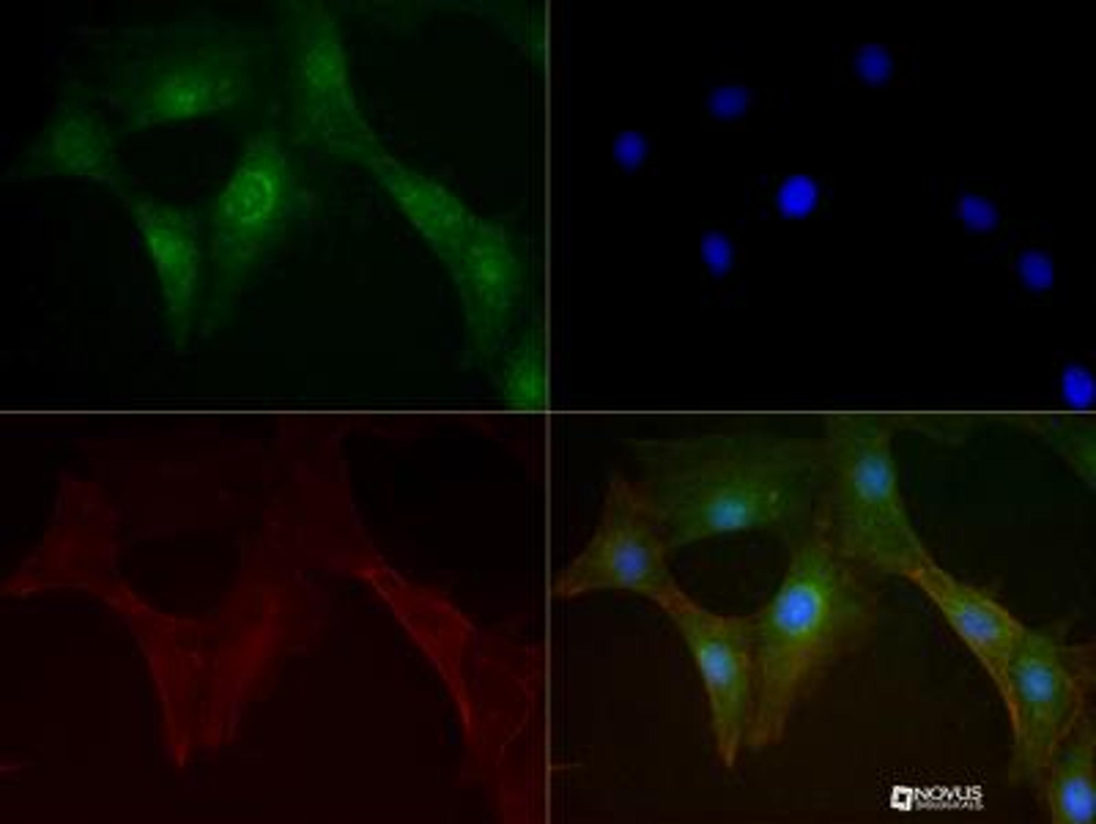 Immunocytochemistry/Immunofluorescence: Mitofusin 1 Antibody (11E9-1H12) [NBP1-71775] - Mitofusin 1 antibody was tested in 3T3 cells with DyLight 488 (green). Nuclei and alpha-tubulin were counterstained with DAPI (blue) and Dylight 550 (red).