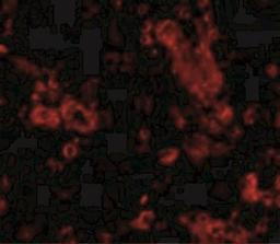 Immunocytochemistry/Immunofluorescence: trim30 Antibody [NBP2-41087] - Immunofluorescence of TRIM30 in Human Ovary cells with TRIM30 antibody at 20 ug/mL.