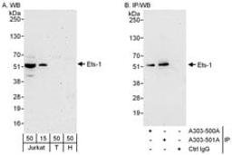 Detection of human Ets-1 by western blot and immunoprecipitation.