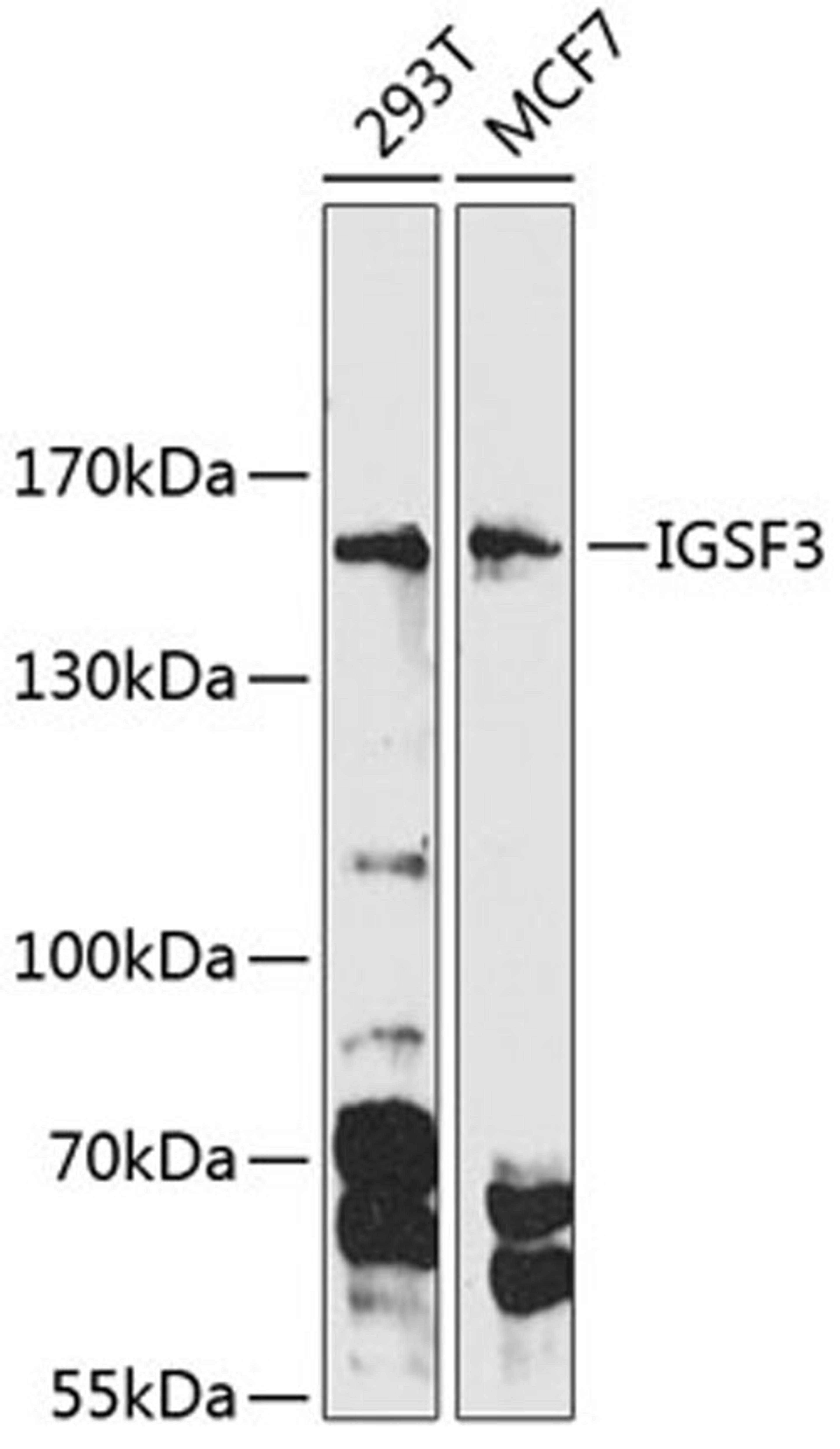 Western blot - IGSF3 Antibody (A12449)