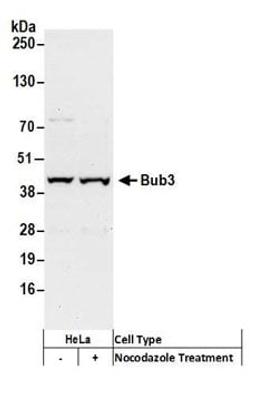 Detection of human Bub3 by western blot.