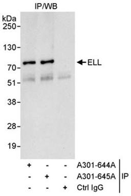 Detection of human ELL by western blot of immunoprecipitates.