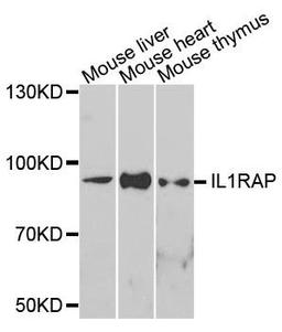 Western blot analysis of extracts of various cells using IL1RAP antibody