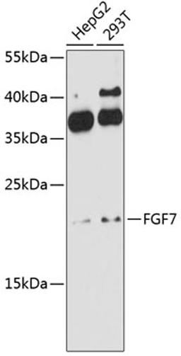 Western blot - FGF7 antibody (A10028)