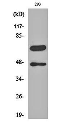 Western blot analysis of 293 cell lysates using Cleaved-Caspase-8 (D384) antibody