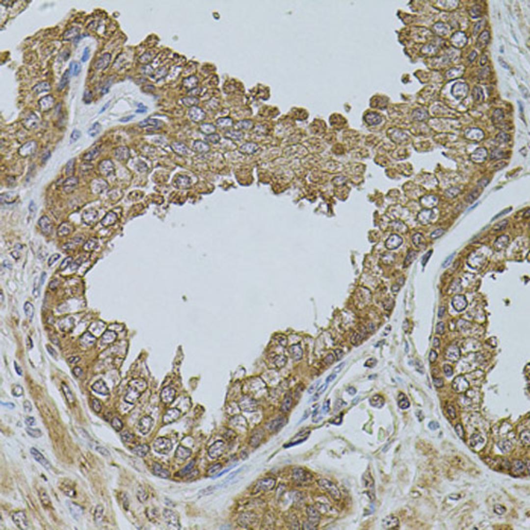 Immunohistochemistry  - CHRFAM7A antibody (A7844)