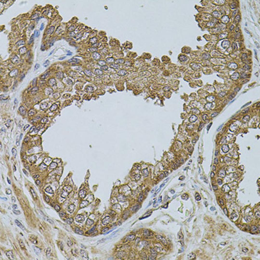 Immunohistochemistry - CHRFAM7A antibody (A7844)