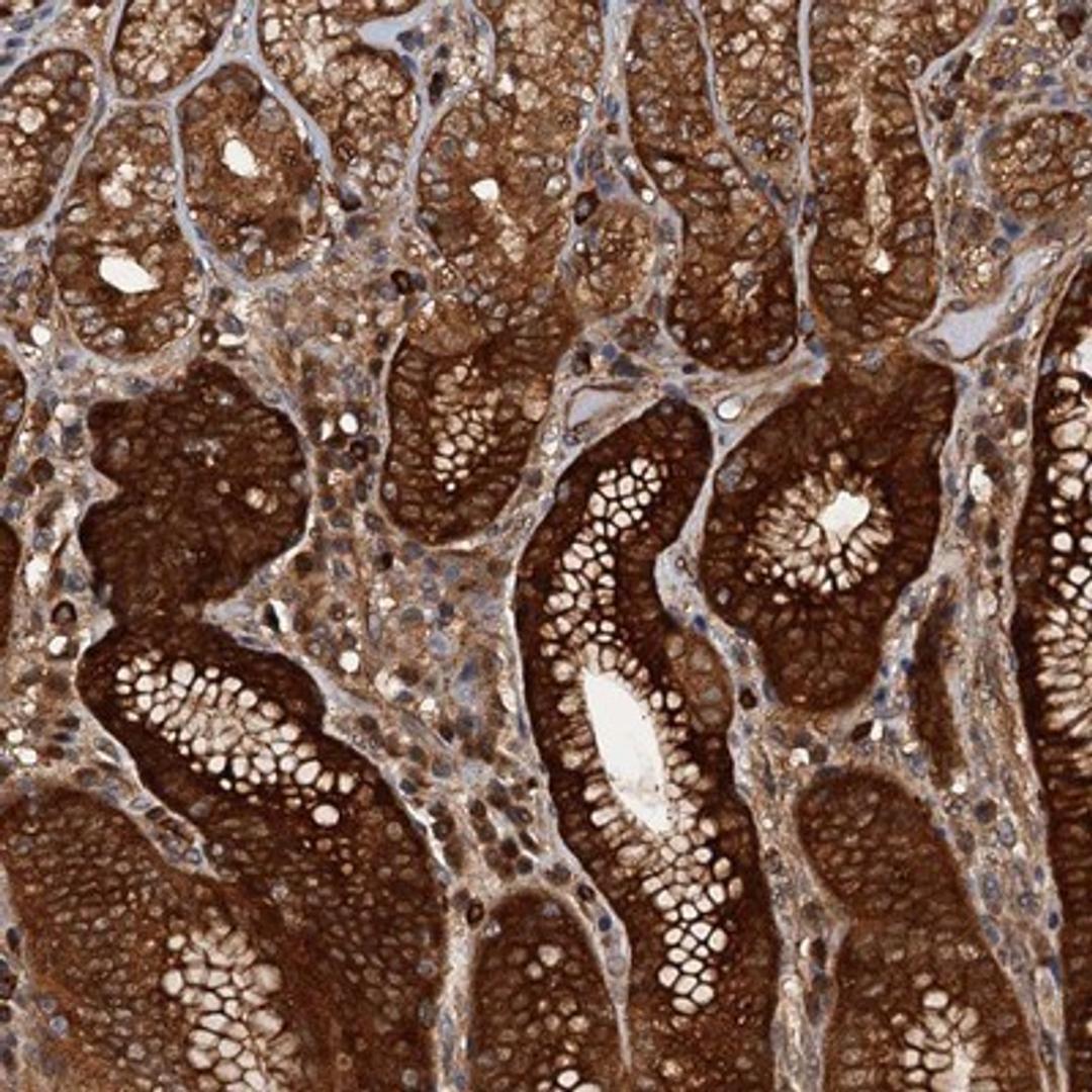 Immunohistochemistry-Paraffin: FLJ11506 Antibody [NBP1-87905] - Staining of human stomach shows strong cytoplasmic and nuclear positivity in glandular cells.