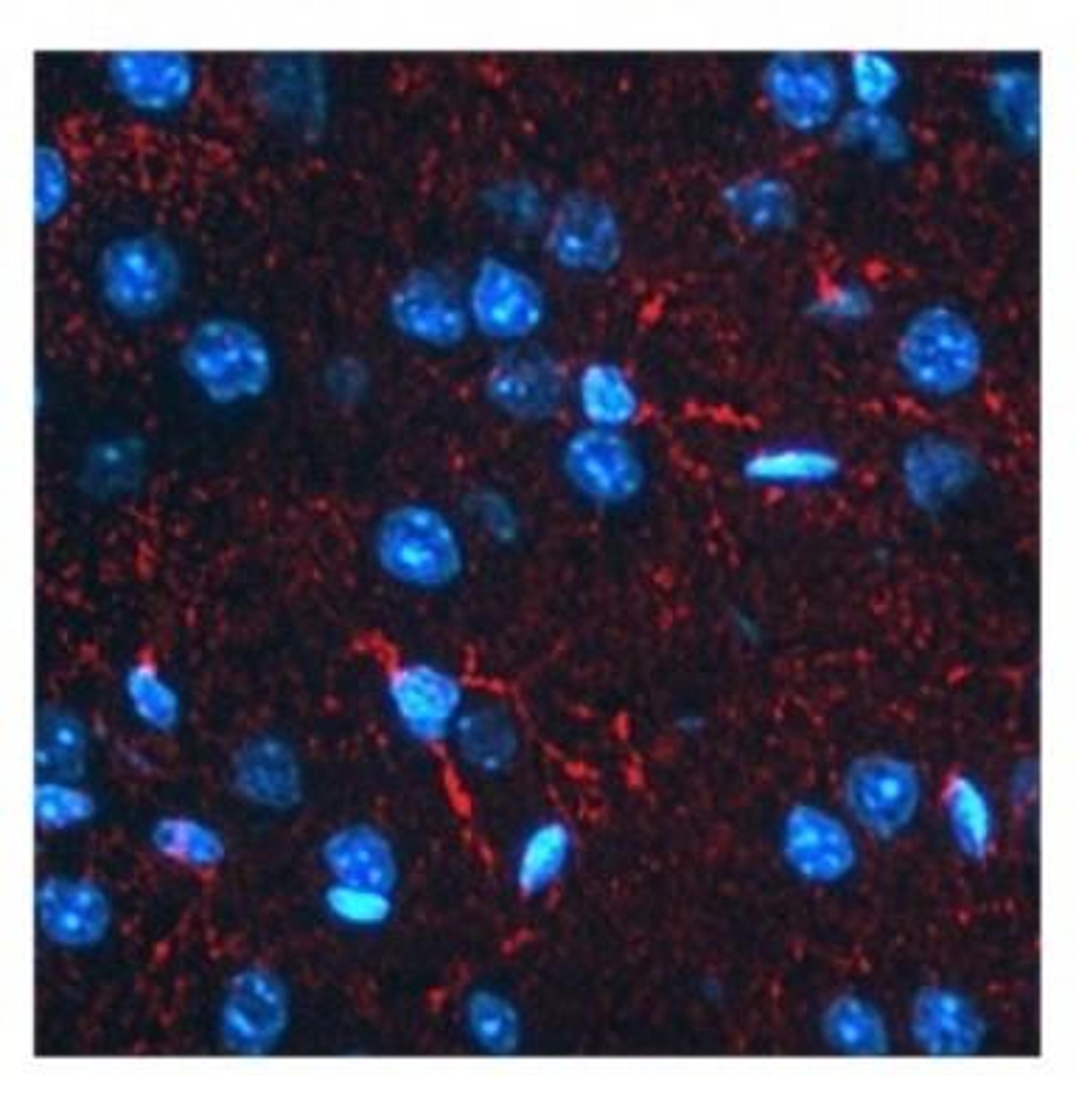 Immunocytochemistry/Immunofluorescence: BACE-1 Antibody [NBP1-62416] - Mouse astrocytes (red fluorescence). Nuclei were stained with DAPI (blue fluorescence).