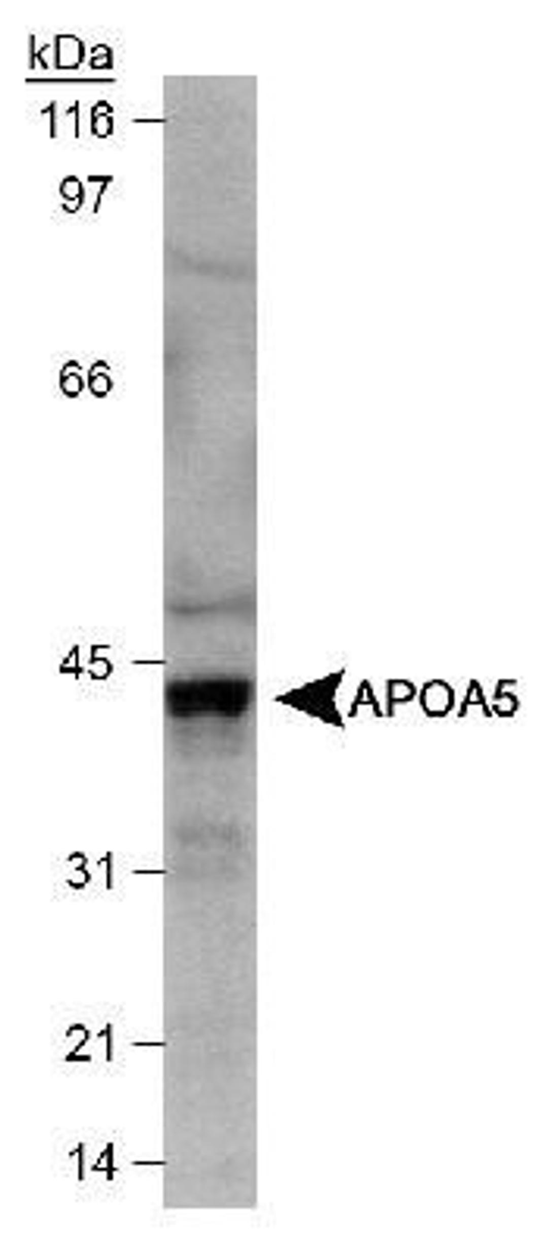 Western Blot: Apolipoprotein A5 Antibody (1G5G9) [NB400-139] - Detection of Apo A5 in HepG2 cell lysate with NB400-139.